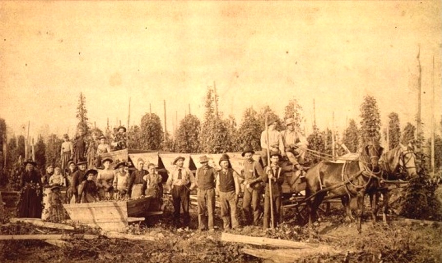 Winlock hops fields